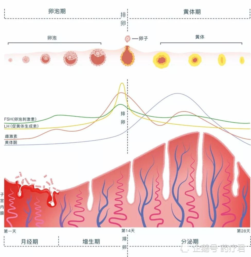 探究月经周期波动，为什么月经会两个月才来？