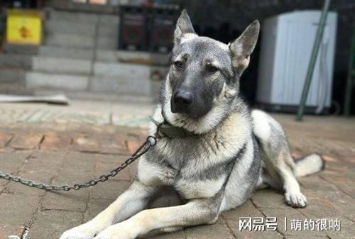 狼青犬的成长之旅，两个月的故事