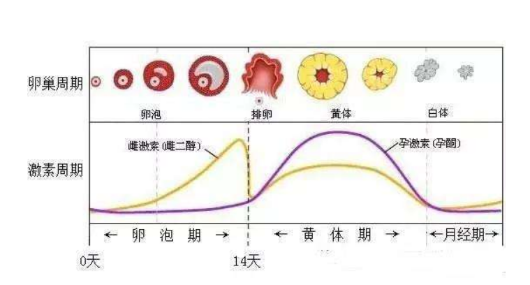 几个月来一次月经是否正常？解读月经周期的奥秘