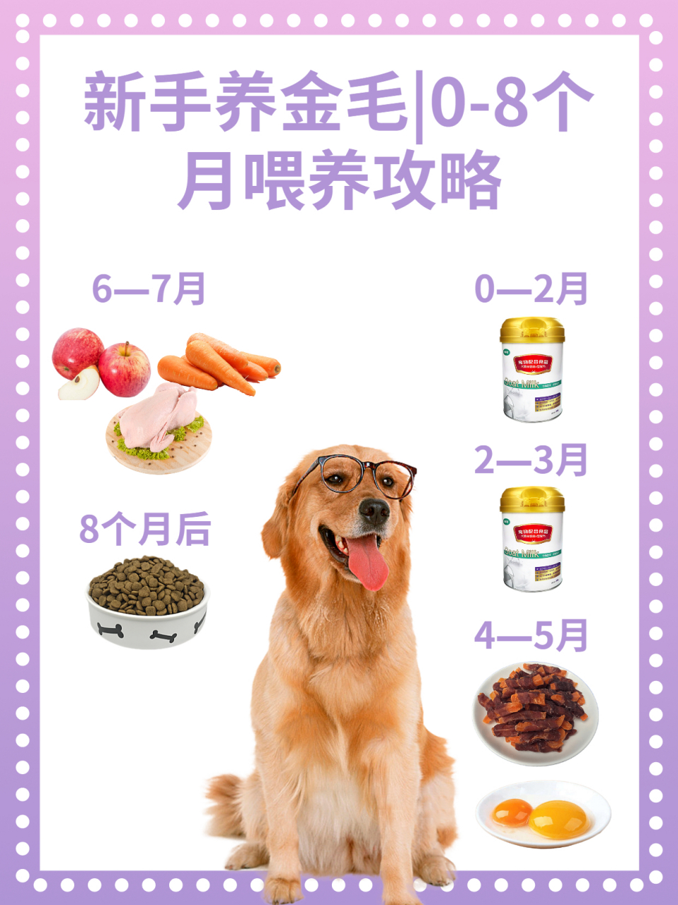 三个月金毛幼犬的健康成长食谱