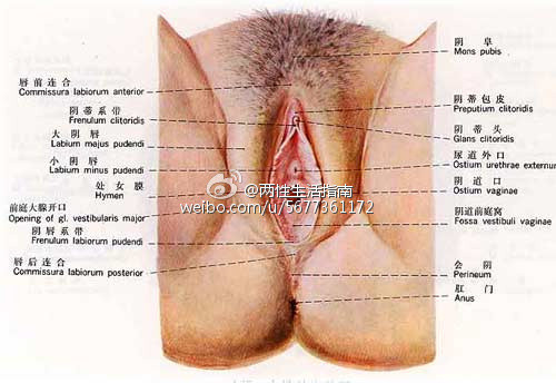 女人一个月排多少卵，深度解析女性生殖周期中的奥秘